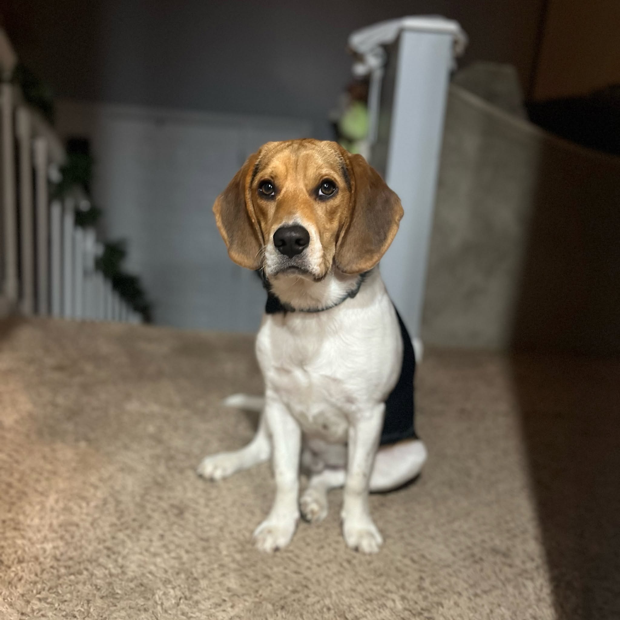 Payton's beagle